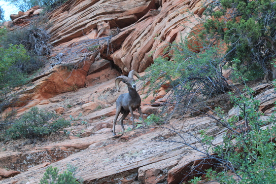 Zion National Park