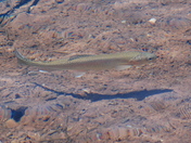 White River National Forest
