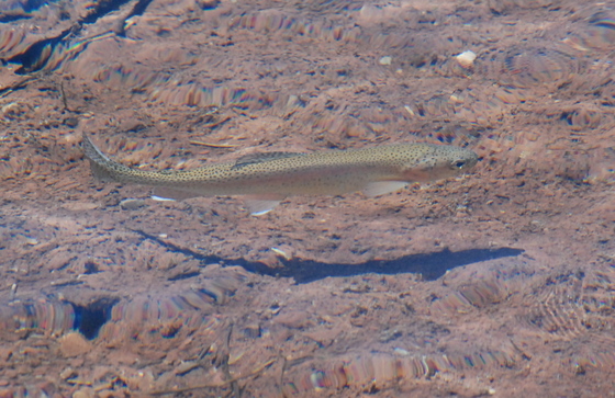 White River National Forest