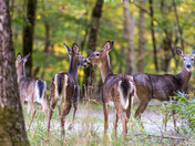 Family of Deer