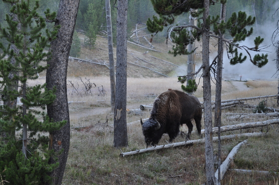 Yellowstone National Park