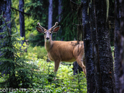 Caught in the Headlghts