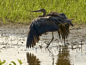 Blackwater Refuge