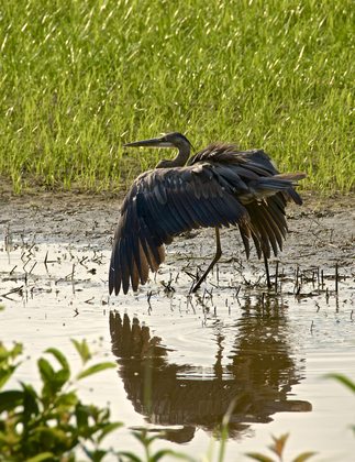 Blackwater Refuge