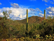 Saguaro National Park (West)