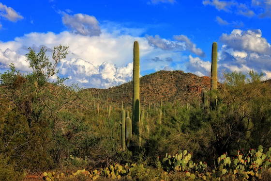 Saguaro National Park (West)