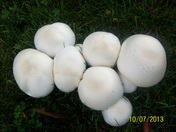 Mushrooms anyone?!!!