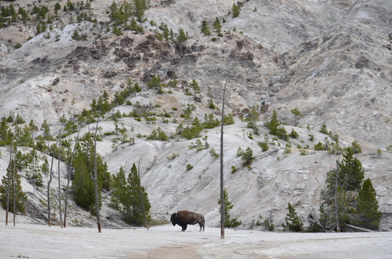 Yellowstone National Park