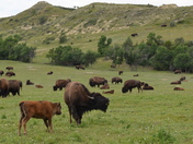 Theodore Roosevelt National Park