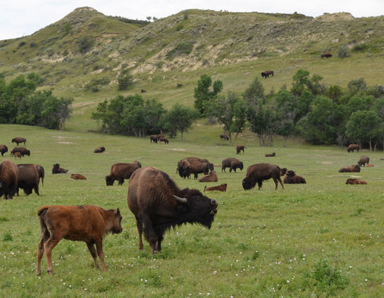Theodore Roosevelt National Park