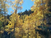 Mt. Taylor