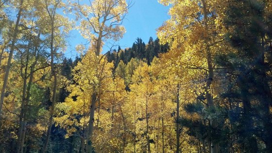 Mt. Taylor