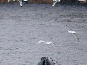 Kenai Fjords National Park, Alaska