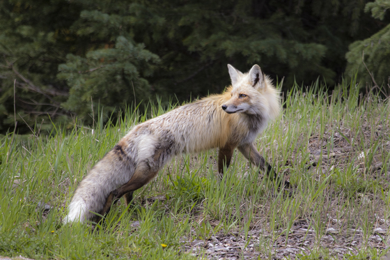 Yellowstone National Park