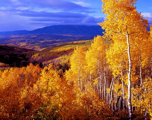 Gunnison National Forest