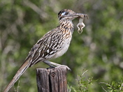 Laguna Atascosa National Wildlife Refuge