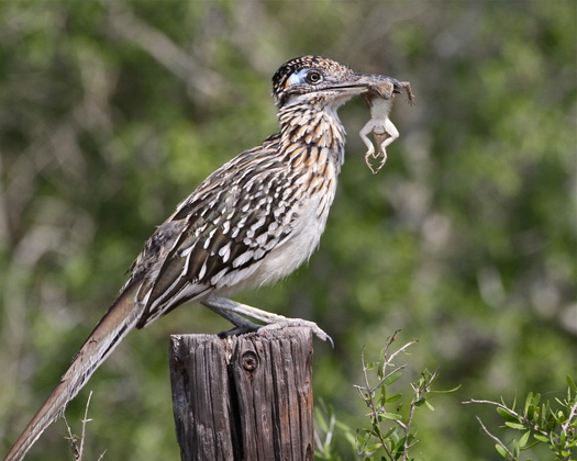 Laguna Atascosa National Wildlife Refuge