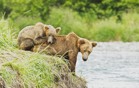 Katmai National Park
