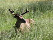 Yoesemite National Park