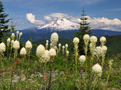 Mt. Hood National Forest