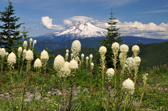 Mt. Hood National Forest