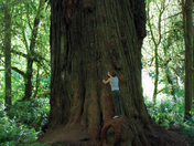 Redwoods National Park