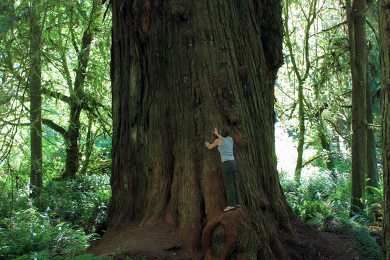 Redwoods National Park