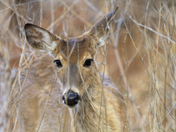 Wichita Mountains Wildlife Refuge