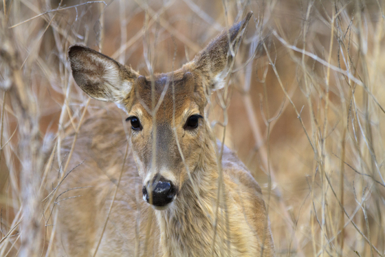 Wichita Mountains Wildlife Refuge