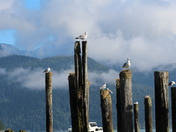 Seagulls sitting on posts