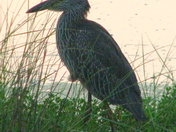 Bayou Sauvage NWR