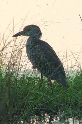 Bayou Sauvage NWR