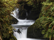 Olympic National Forest