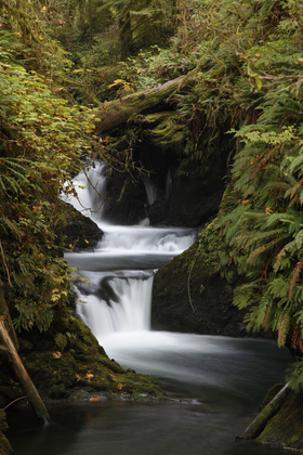 Olympic National Forest