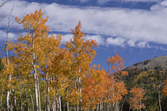Great Basin National Park