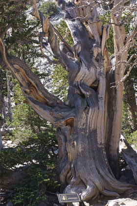 Great Basin National Park