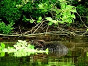 Beaver 