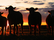 mooorning has broken