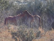 Cumberland Island National Seashore
