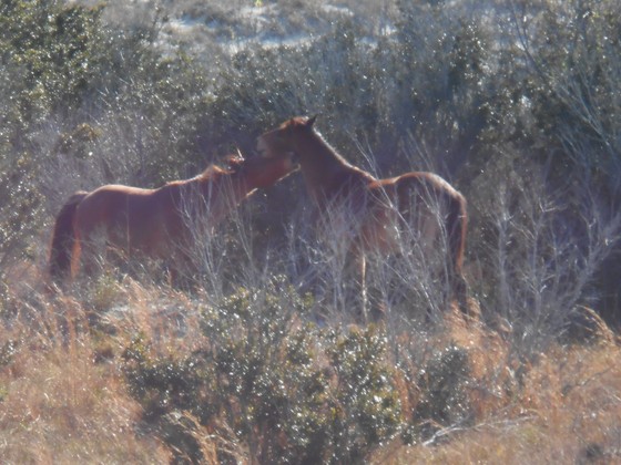 Cumberland Island National Seashore