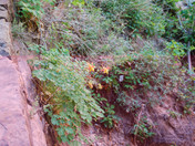 Zion National Park