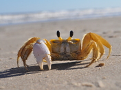 Padre Island