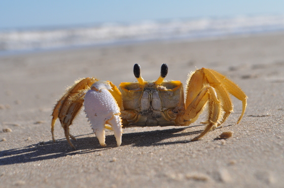 Padre Island