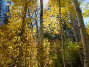 Inyo National Forest