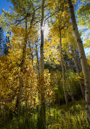 Inyo National Forest
