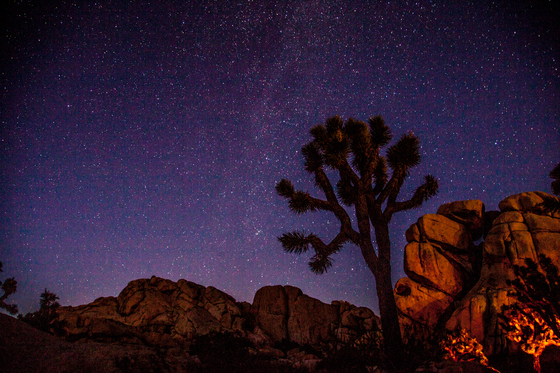 Joshua Tree National Park