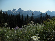 Mt. Rainier National Park