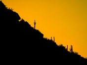 Saguaro National Park