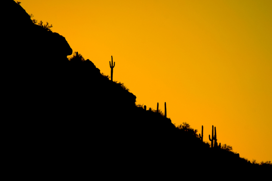 Saguaro National Park