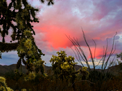 Saguaro National Park